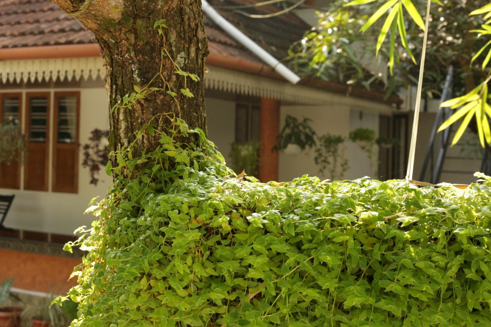Mi Casa Tu Casa Homestay Kochi Exterior foto